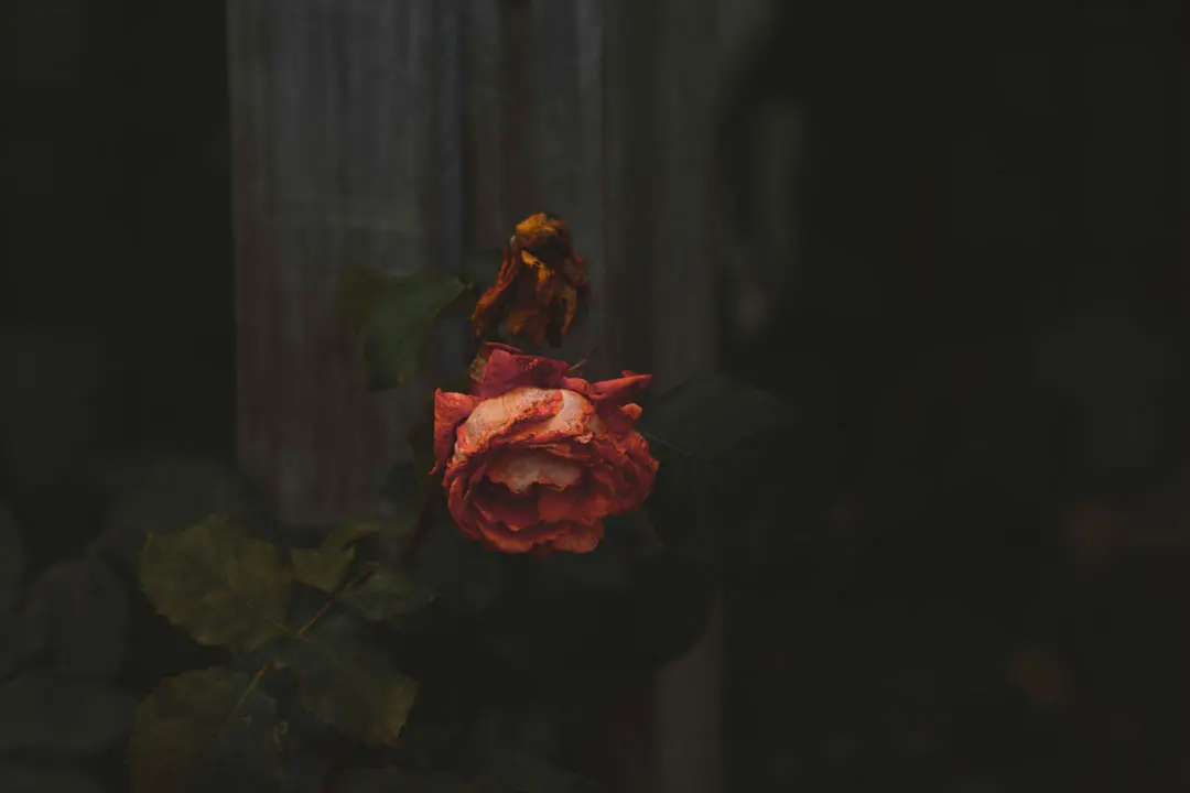 Bienvenida al cielo (Honra)